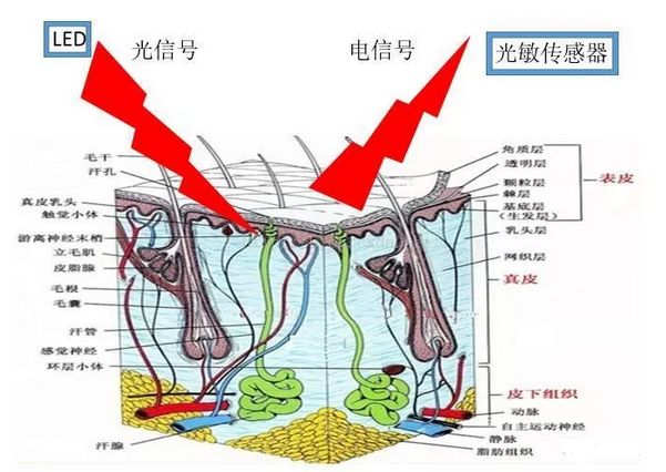 手环的检测原理